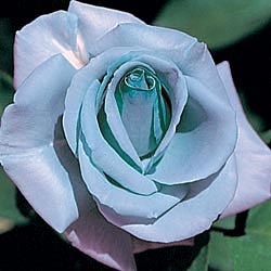 Photo:  Blue Girl Hybrid Tea Rose
